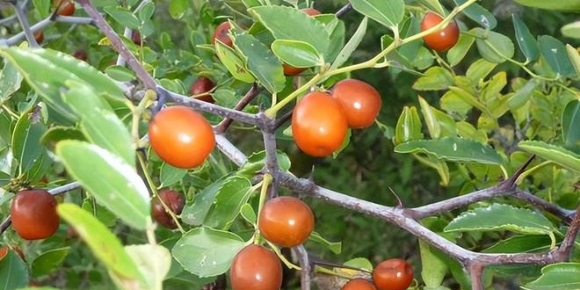 【李玉梅读后感】草木藏真意，烟火见本草