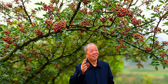 【洛沙随笔】跟上姚选富识百草之十四：花椒的药食密码