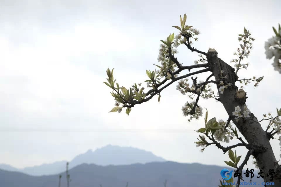 摄影：李银龙（澄城县摄影协会副主席）