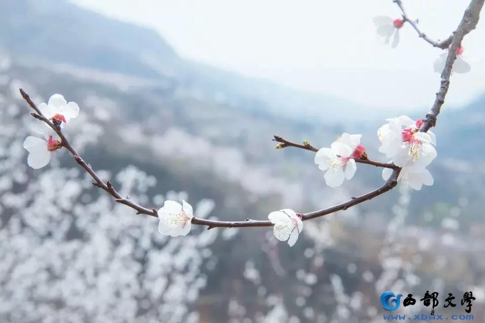 杏花谷绝美风景