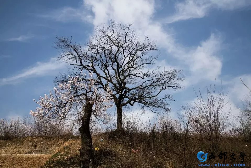 杏花谷绝美风景