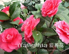 鲜花2.jpg