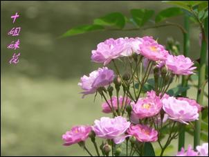 十姐妹花，鲜花3.jpg