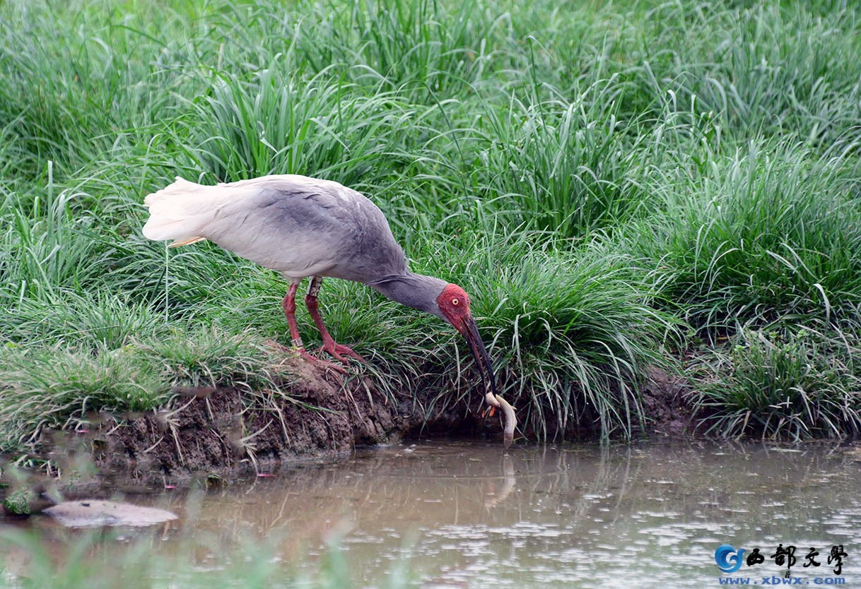 DSC_5070朱鹮吃泥鳅.jpg