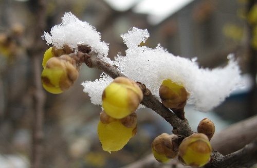 雪吻腊梅.jpg