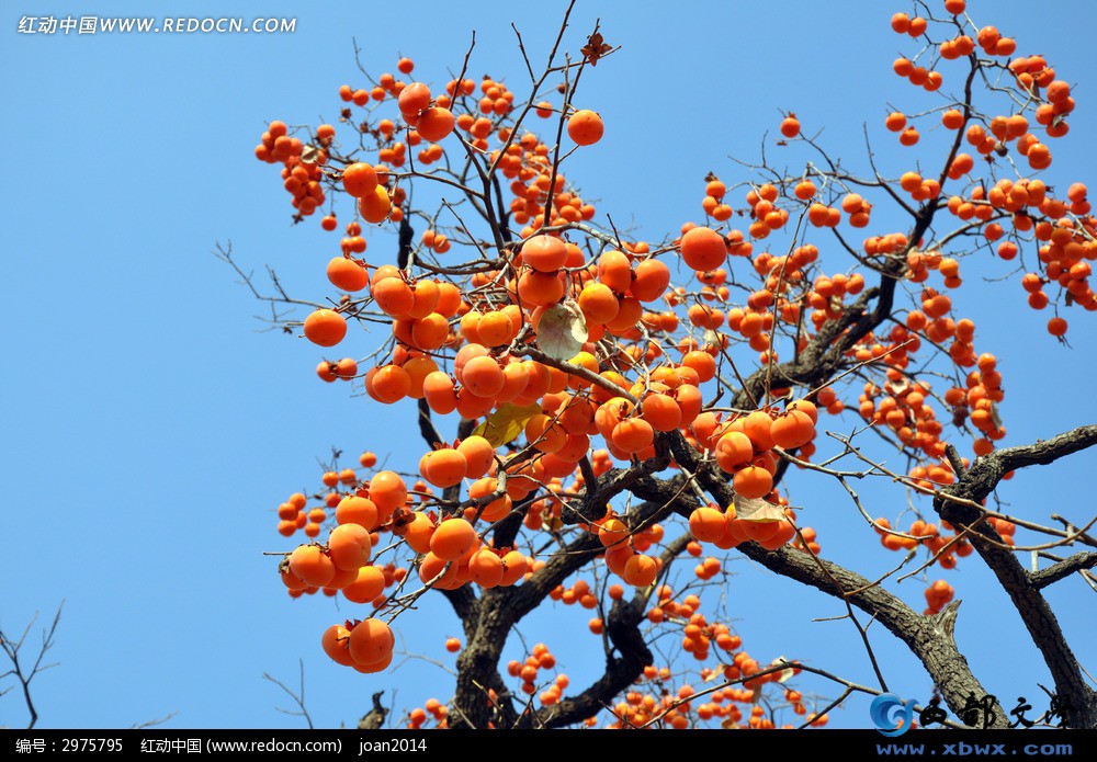 fengshoudeshizishu_2975795.jpg