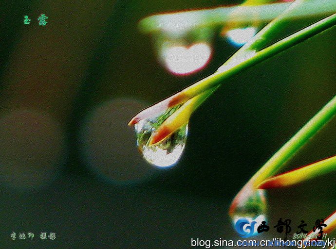 松针上的雨滴.jpg