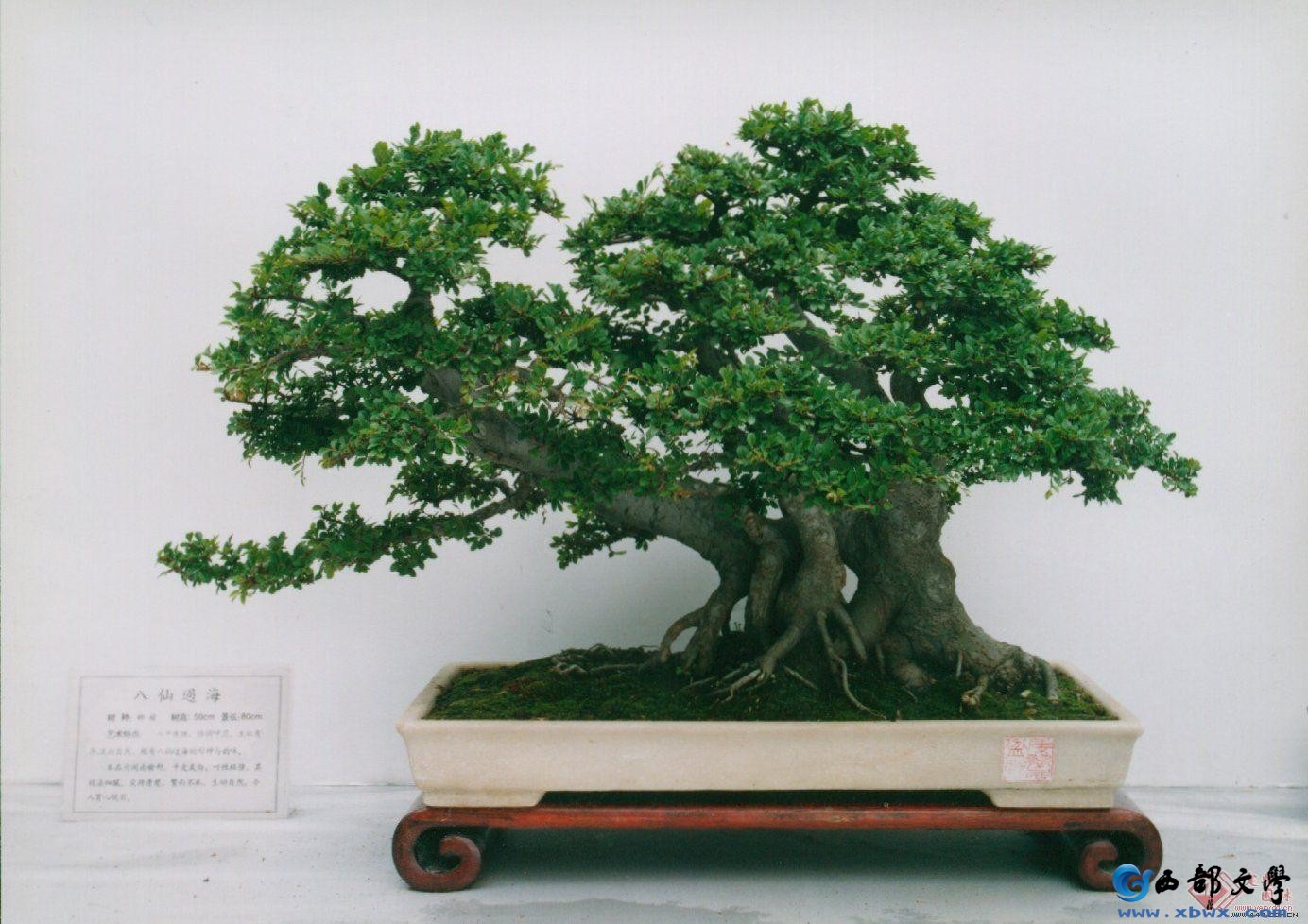 penjing.jpg