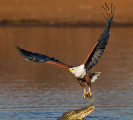 鳄口夺食.jpg