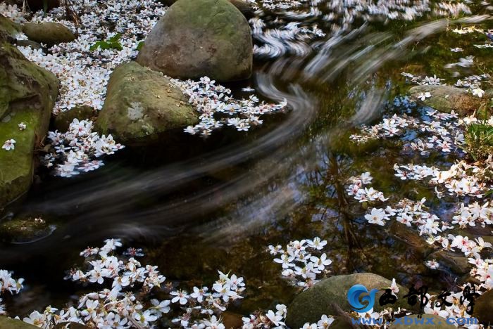 飞花流水12.jpg