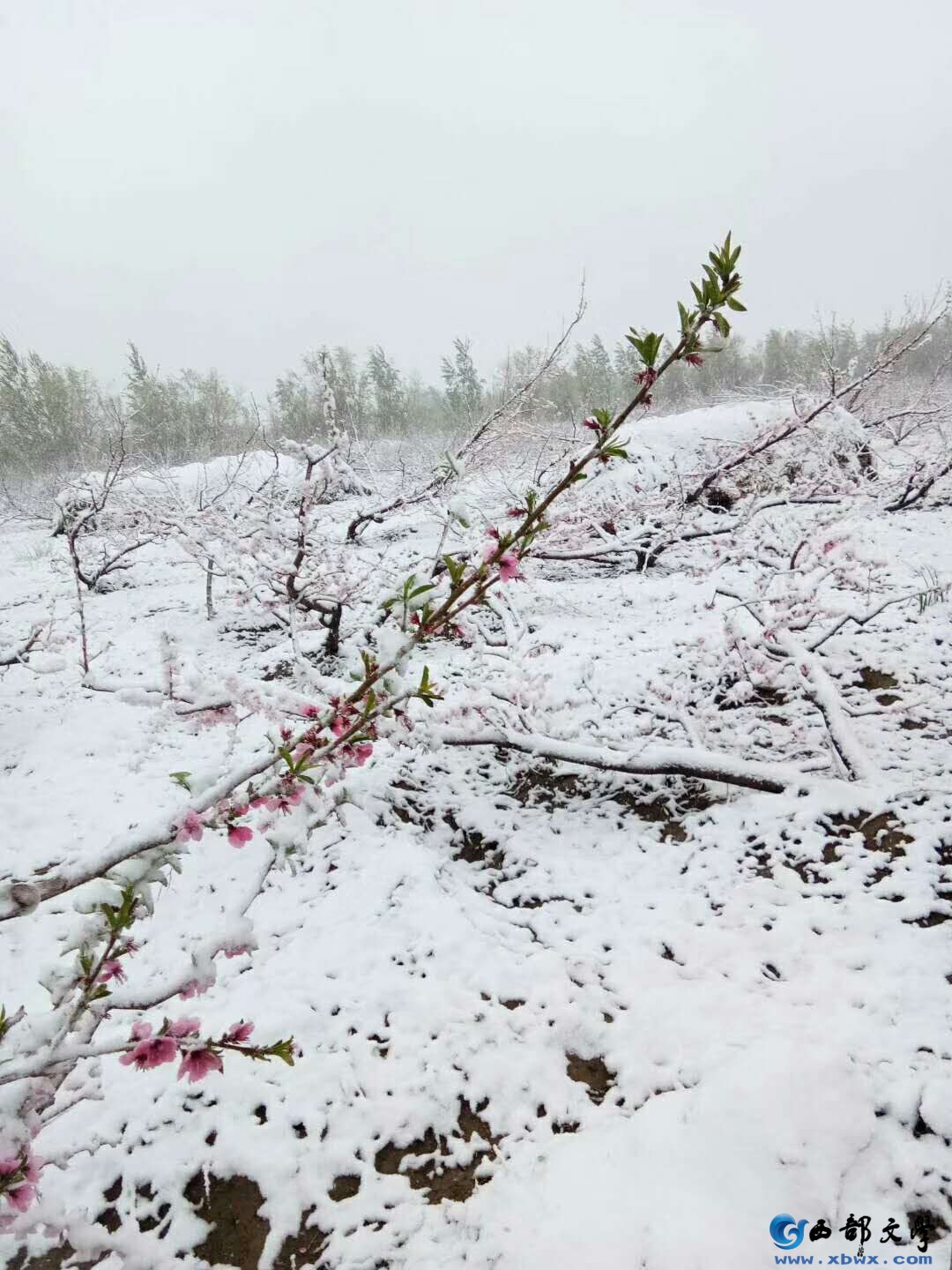 夏雪.jpg