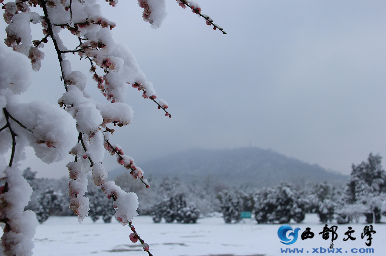 春雪.png